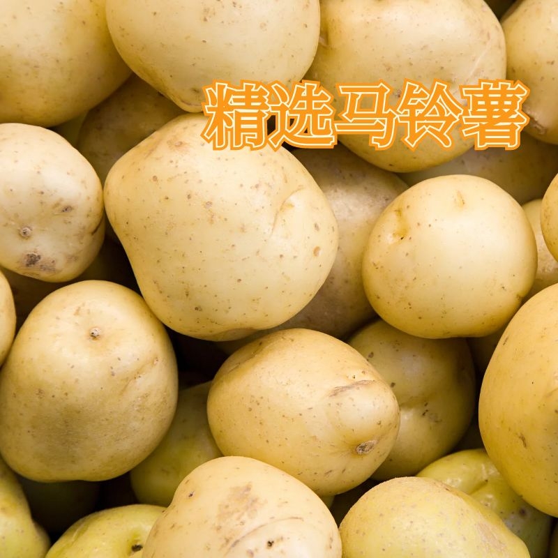 һƬһƬͣ������������С����������������������������